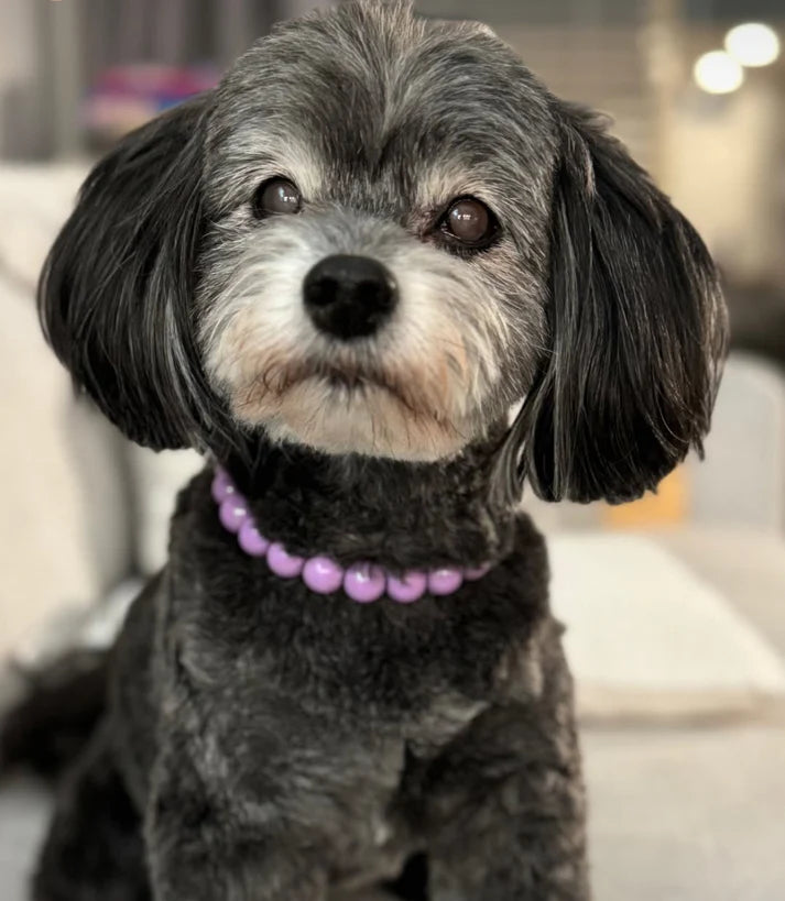 POPNCO Handcrafted Beaded Pet Collars - 13" Collars