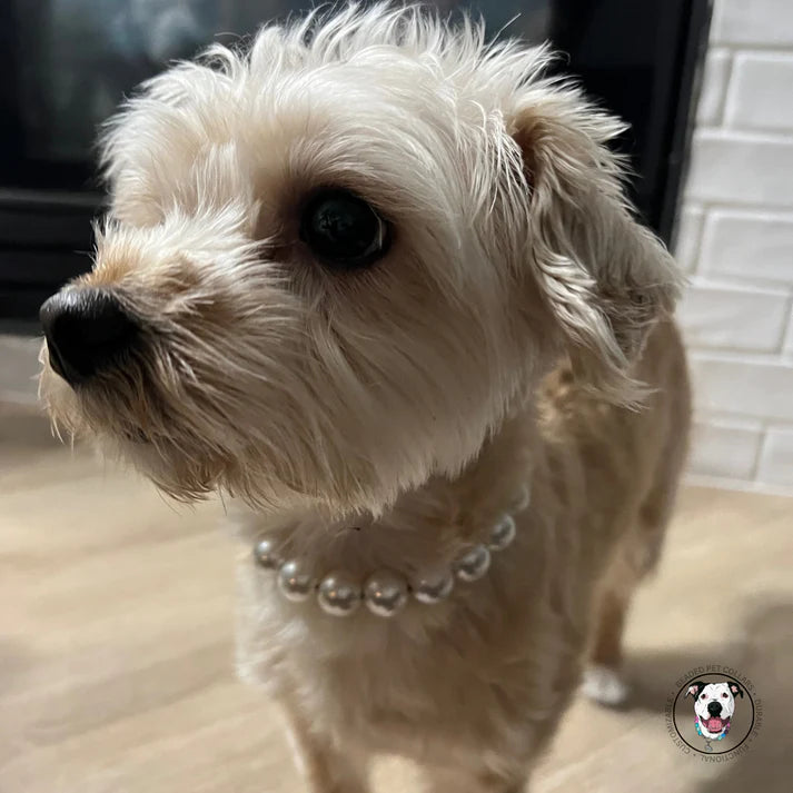 POPNCO Handcrafted Beaded Pet Collars - 12" Collars