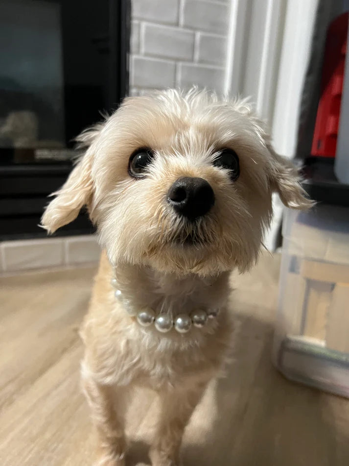 POPNCO Handcrafted Beaded Pet Collars - 16" Collars