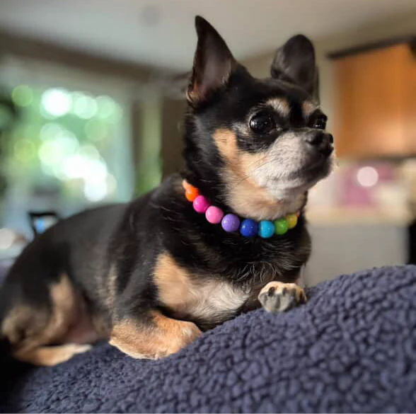 POPNCO Handcrafted Beaded Pet Collars - 9" Pet Collars